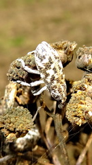 Cyphocleonus dealbatus
