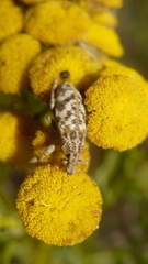 Cyphocleonus dealbatus