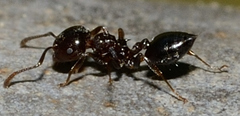 Crematogaster ashmeadi