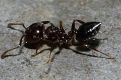 Crematogaster ashmeadi