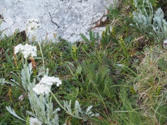 Chamorchis alpina
