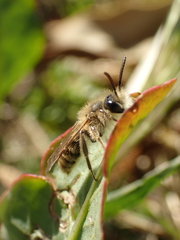 Andrena orbitalis