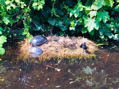 Gallinula chloropus