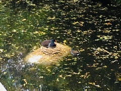 Gallinula chloropus