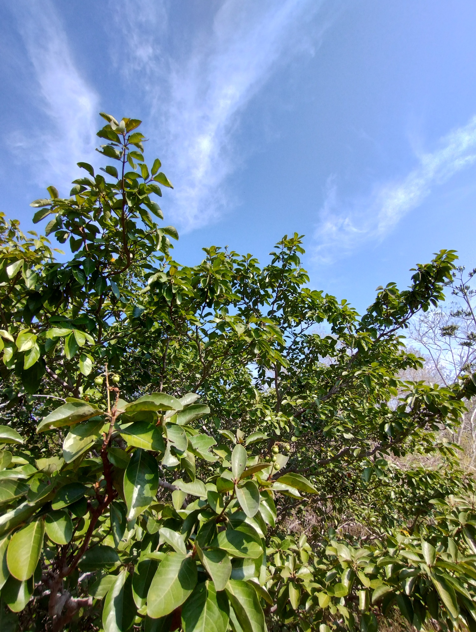 Imagem de Murici-verde