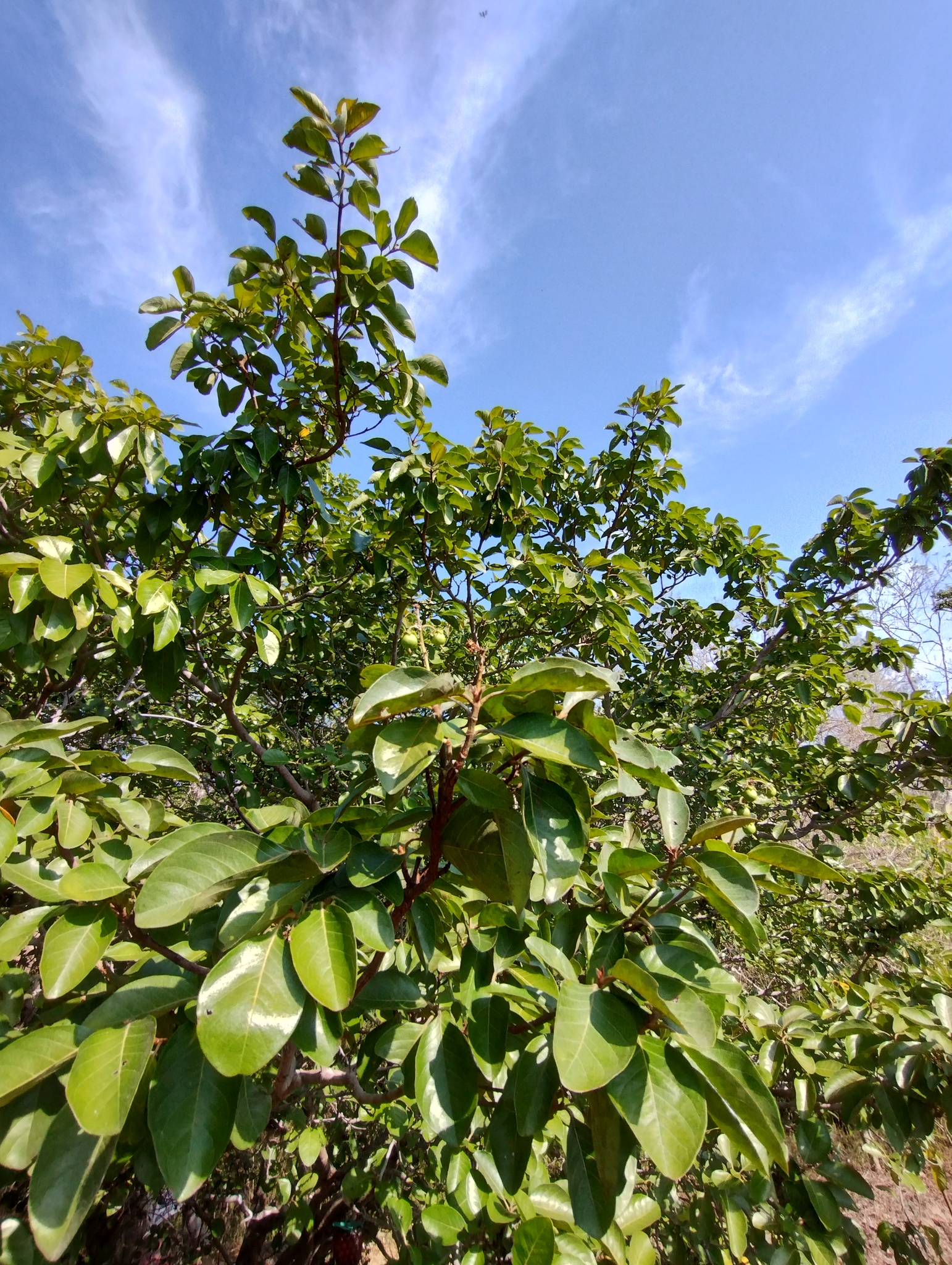 Imagem de Murici-verde