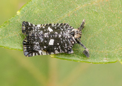 Elasmoscelis perforata