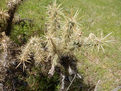 Cylindropuntia davisii