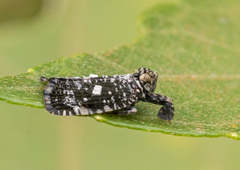 Elasmoscelis perforata