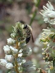 Andrena orbitalis