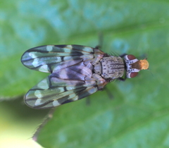 Otites guttata