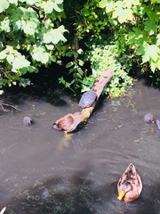 Trachemys scripta