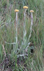 Helichrysum auriceps