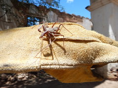 Paraphrynus mexicanus