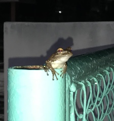 Osteopilus septentrionalis