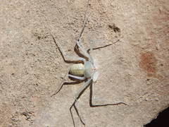 Paraphrynus mexicanus
