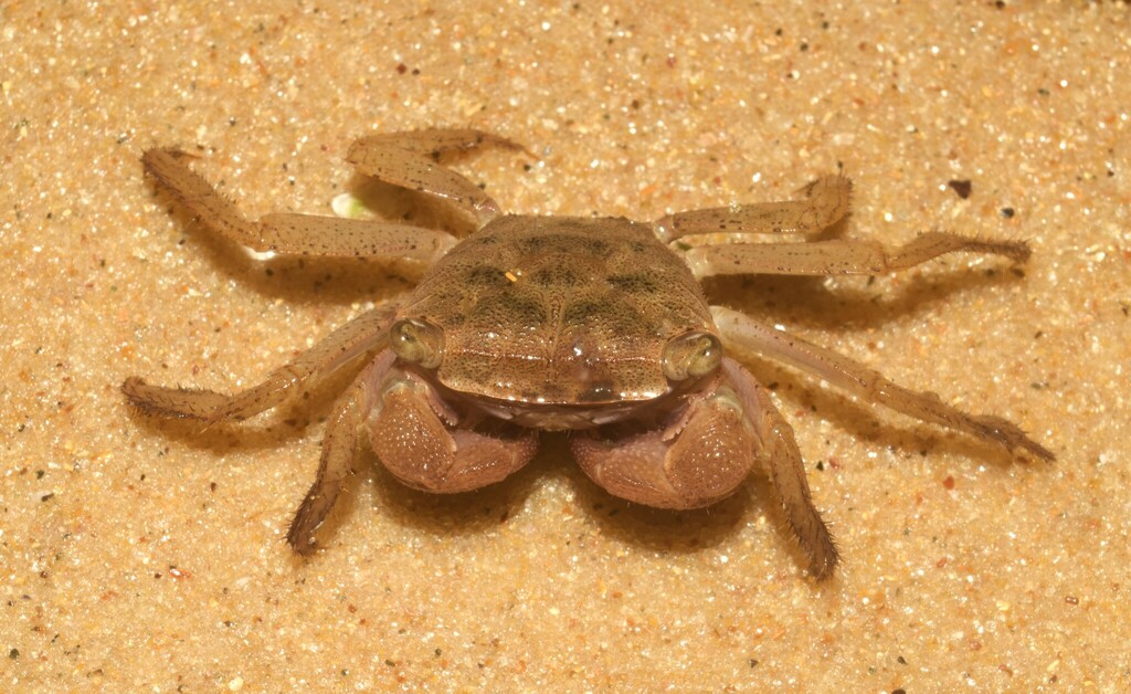 Armases rubripes