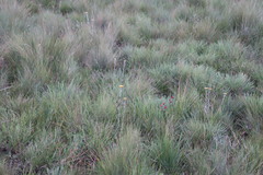 Helichrysum auriceps