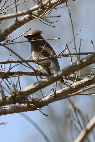 Cedar Waxwing photographed in Louisiana