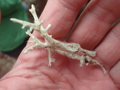 Cladonia boryi
