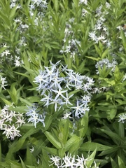 Amsonia