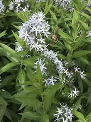 Amsonia