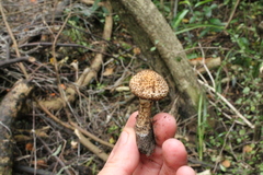 Lacrymaria asperospora
