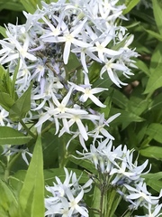 Amsonia