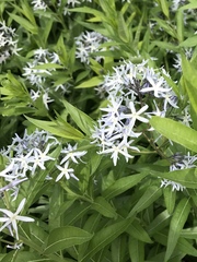 Amsonia