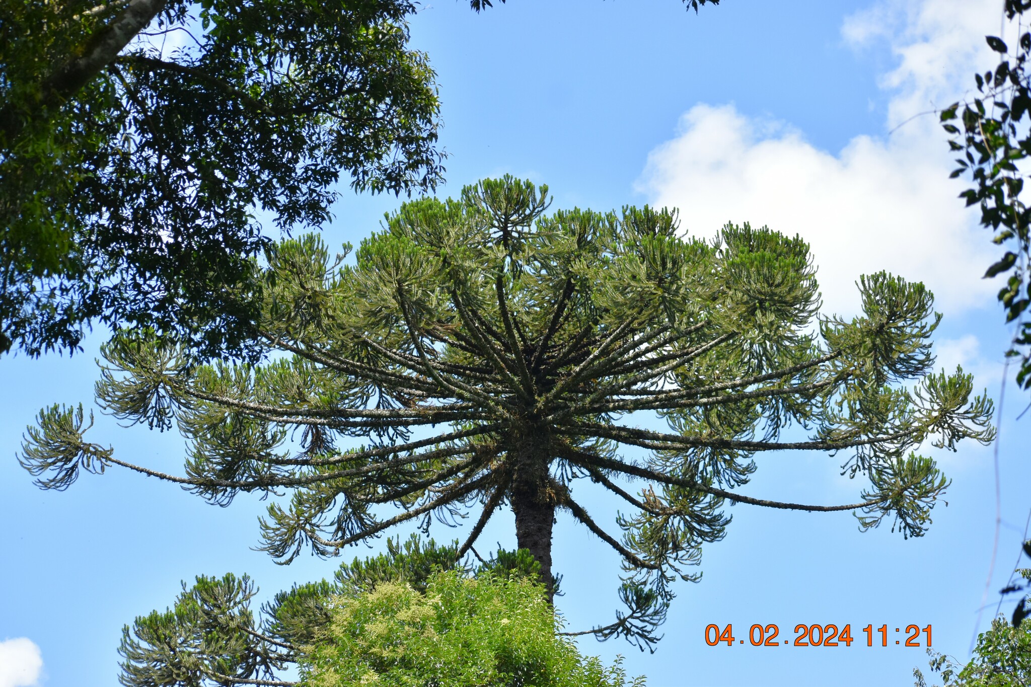 Araucaria angustifolia