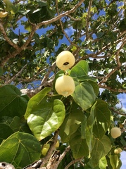 Hernandia nymphaeifolia