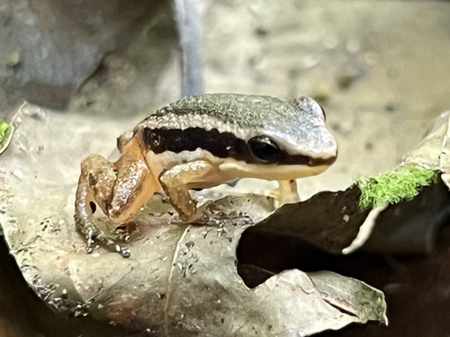 Rainforest Rocket Frog, Silverstoneia flotator