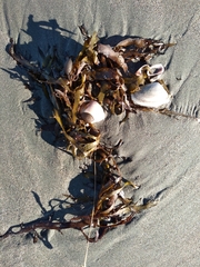 Carpophyllum flexuosum