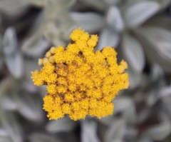 Helichrysum albirosulatum