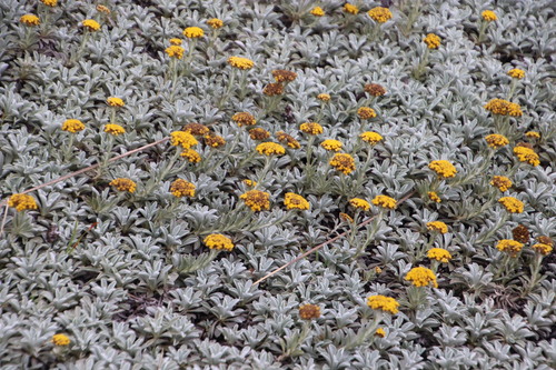 Image of Helichrysum albirosulatum by (c) Tony Rebelo, some rights reserved (CC BY-SA)