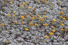 Helichrysum albirosulatum