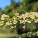 Gouania striata - Photo 由 accidentalshrike 所上傳的 (c) accidentalshrike，保留部份權利CC BY-NC