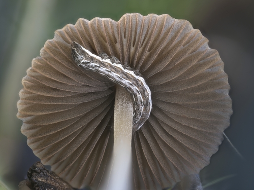 Psathyrella