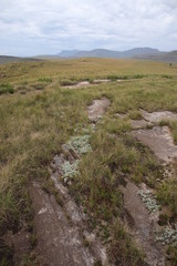Helichrysum albirosulatum