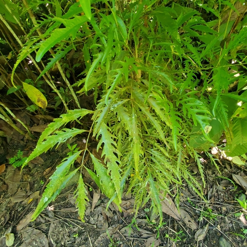 Bonsai-Havaí