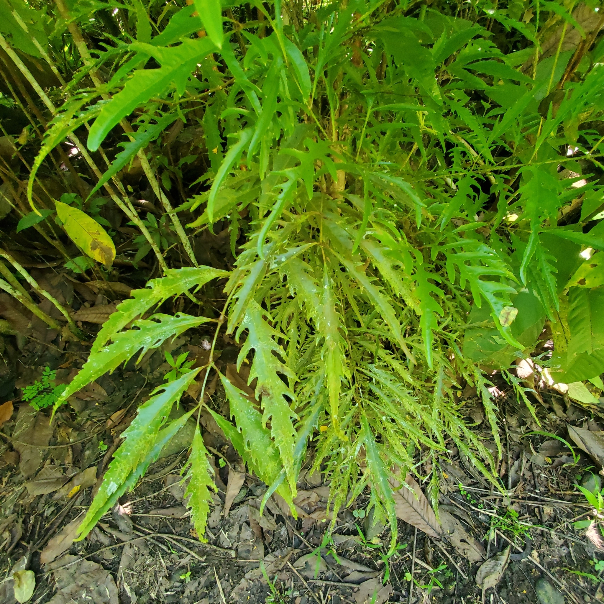 Imagem de Bonsai-Havaí