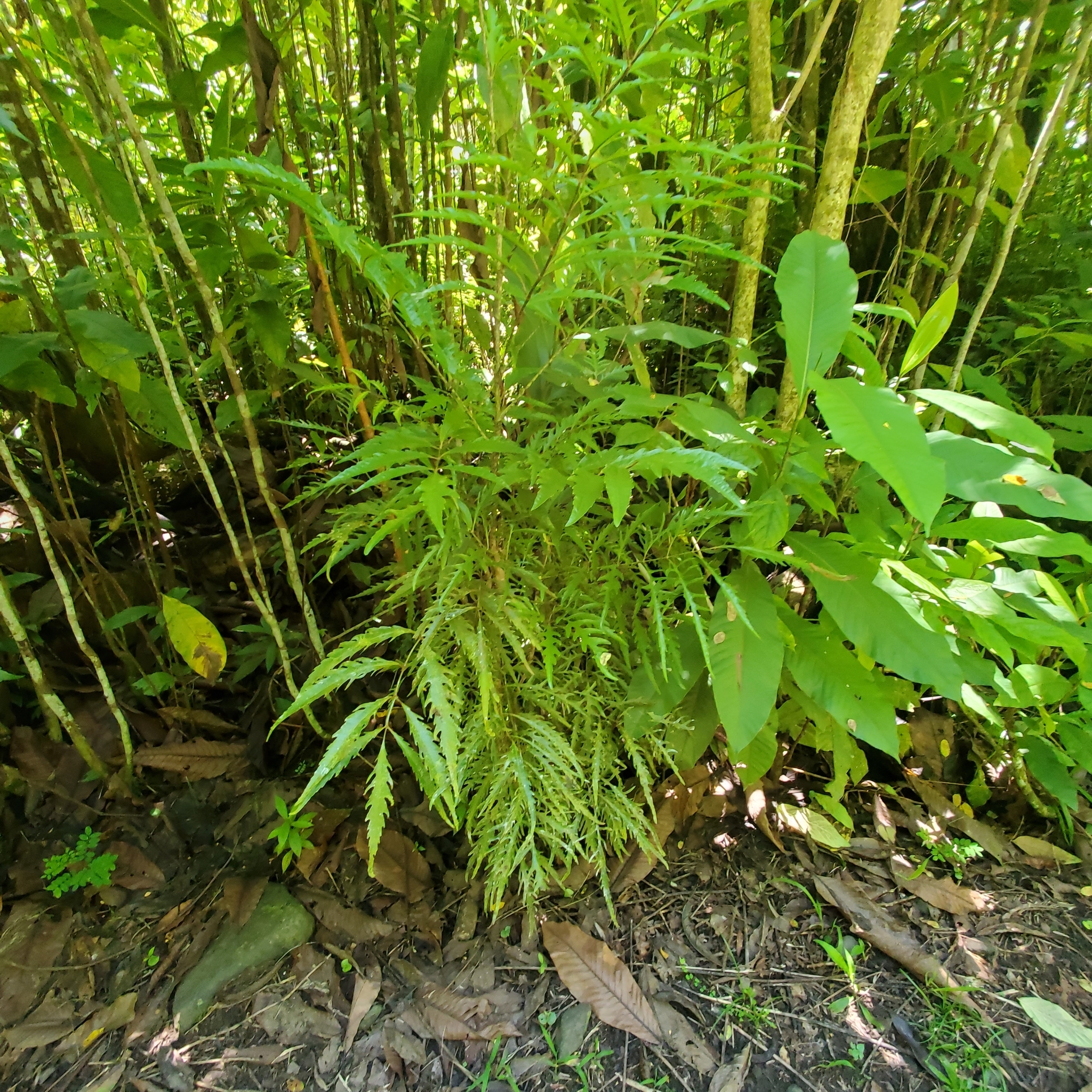Imagem de Bonsai-Havaí