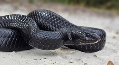 Eastern Indigo Snake photo 3