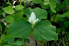 Trillium albidum