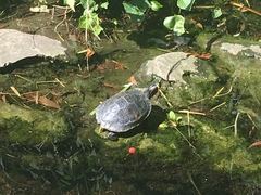 Trachemys scripta