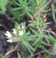 Crassula dependens
