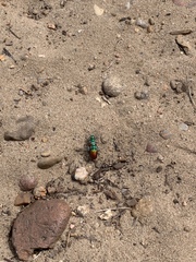 Cicindela scutellaris scutellaris