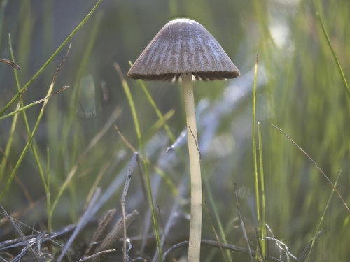 Psathyrella (Photo 2 of 6)