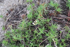 Crassula dependens