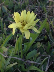 Pyrrhopappus pauciflorus